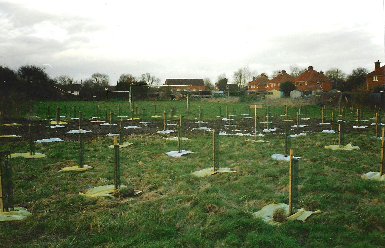 Freshly planted Sheet Field Wood.