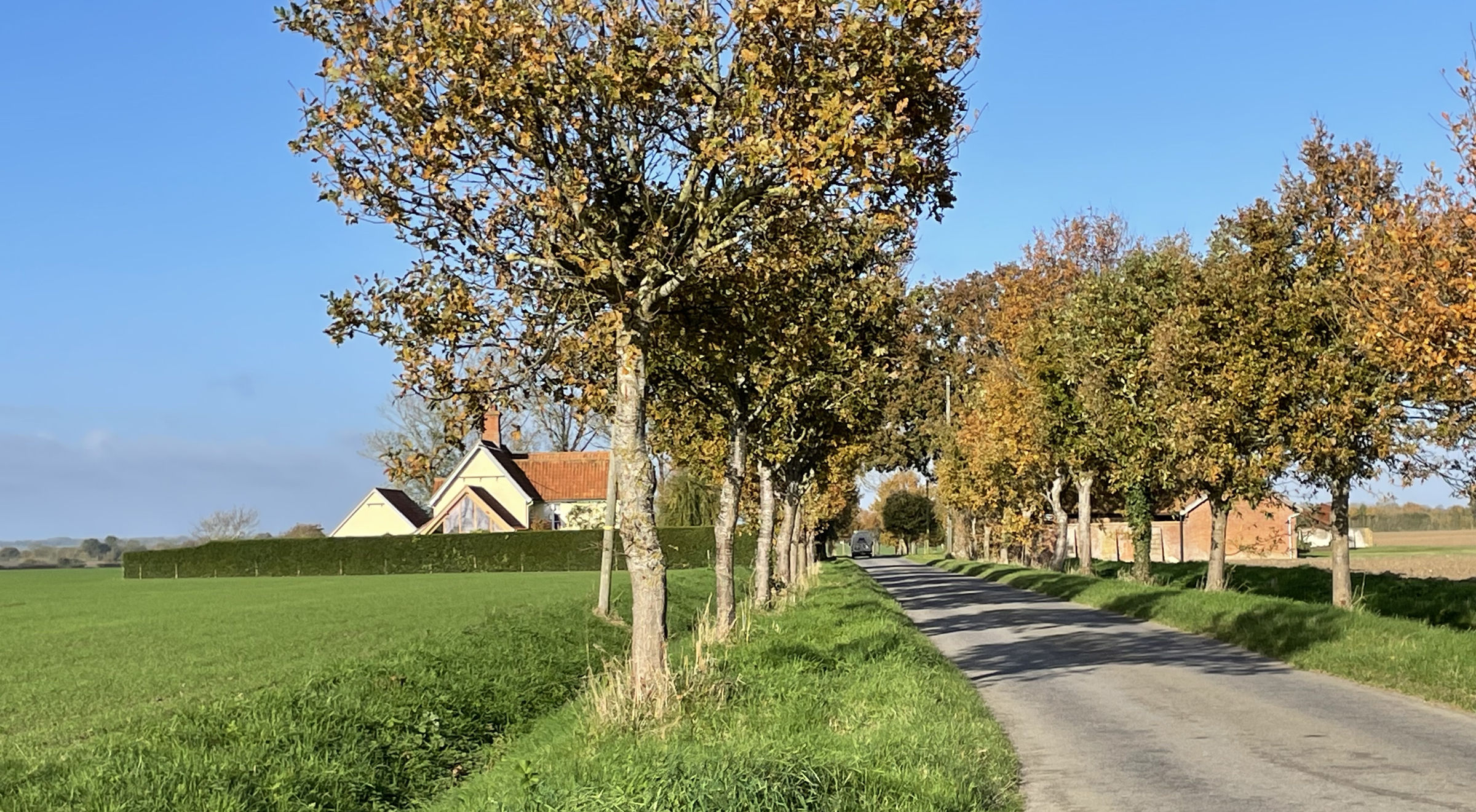 Slide Show  Tree Avenue